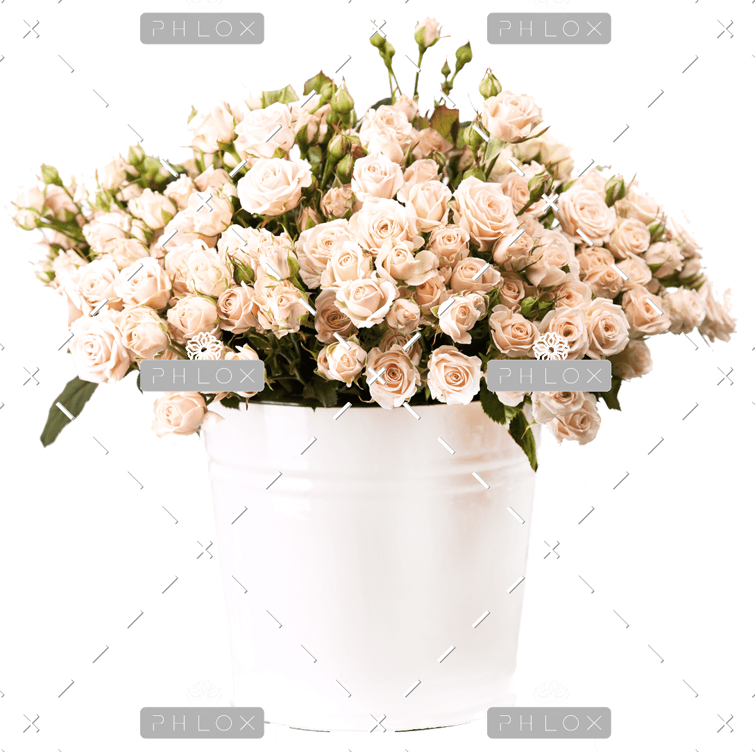 White Rudbeckia