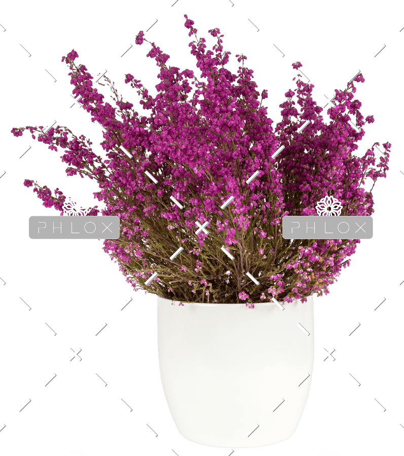 Purple Spring